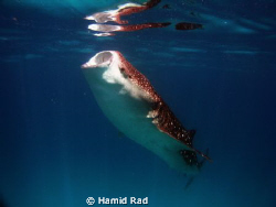Whale shark feeding - North Aril atoll, Maldives. Canon G... by Hamid Rad 
